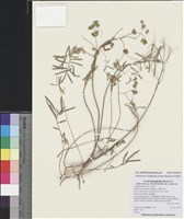 藏品(太魯閣大戟)的圖片